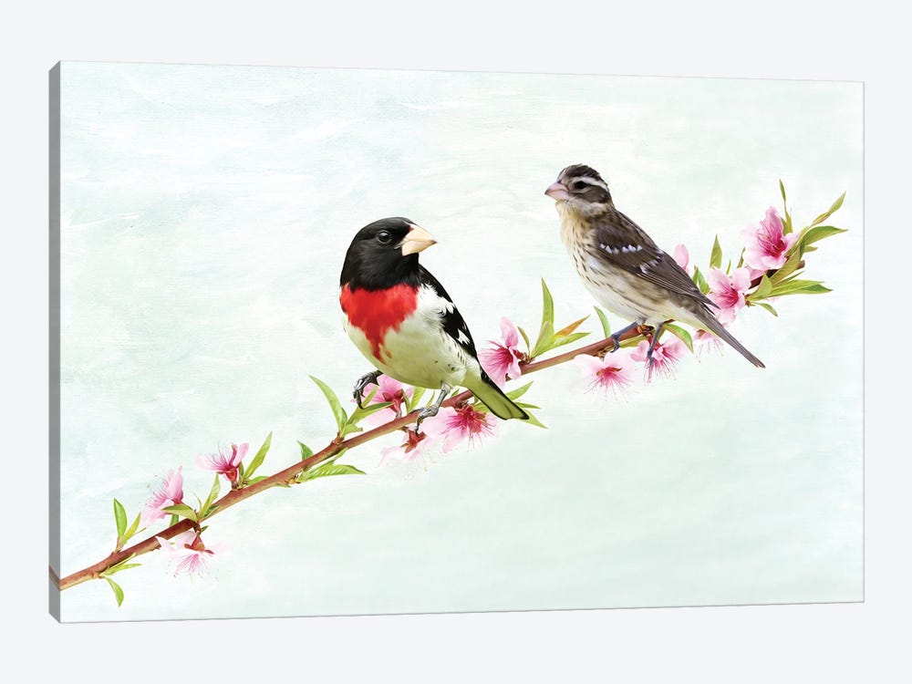Male And Female Rose Breasted Grosbeaks by Laura D Young 1-piece Canvas Print