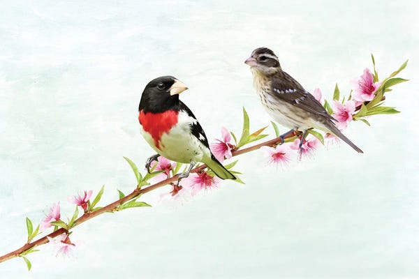 Laura D Young: Male And Female Rose Breasted Grosbeaks by Laura D Young