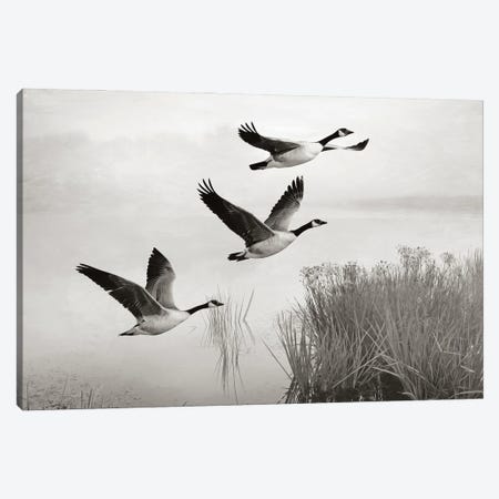 Canada Geese In Flight Canvas Print #LDY143} by Laura D Young Canvas Wall Art