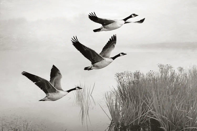 Canada Geese In Flight by Laura D Young wall art