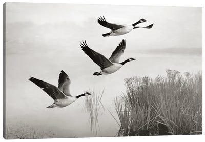 Canada Geese In Flight Canvas Art Print - Laura D Young