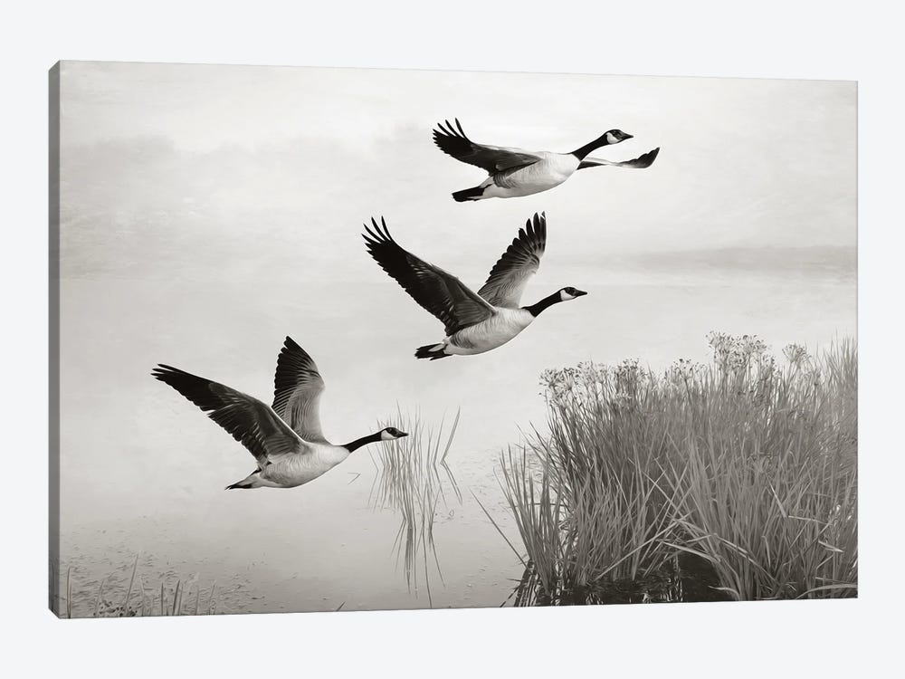 Canada Geese In Flight by Laura D Young 1-piece Canvas Artwork