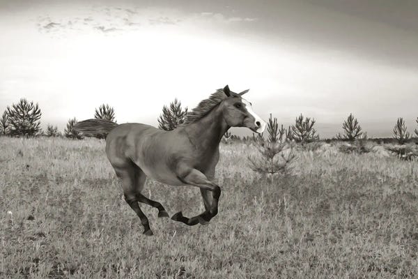 Laura D Young: Chestnut Horse In A Field Of Wildflowers by Laura D Young