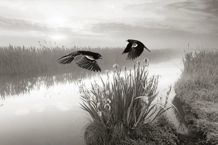 Red Winged Blackbirds In Flight