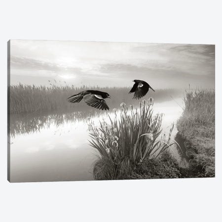Red Winged Blackbirds In Flight Canvas Print #LDY145} by Laura D Young Canvas Print