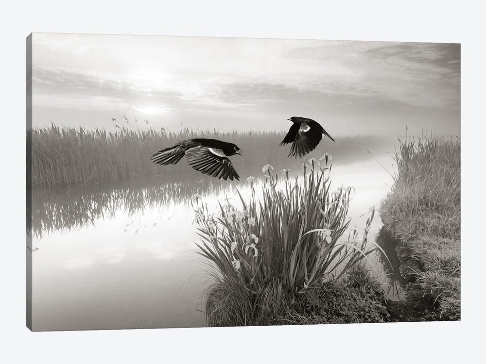 Red Winged Blackbirds In Flight by Laura D Young 1-piece Canvas Artwork