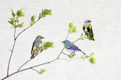 Spring Warblers by Laura D Young framed wall art