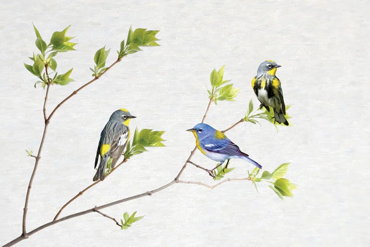 Spring Warblers