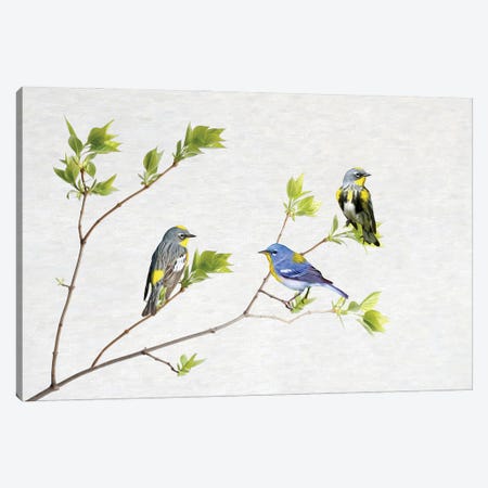 Spring Warblers Canvas Print #LDY146} by Laura D Young Canvas Art Print