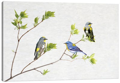 Spring Warblers Canvas Art Print - Laura D Young