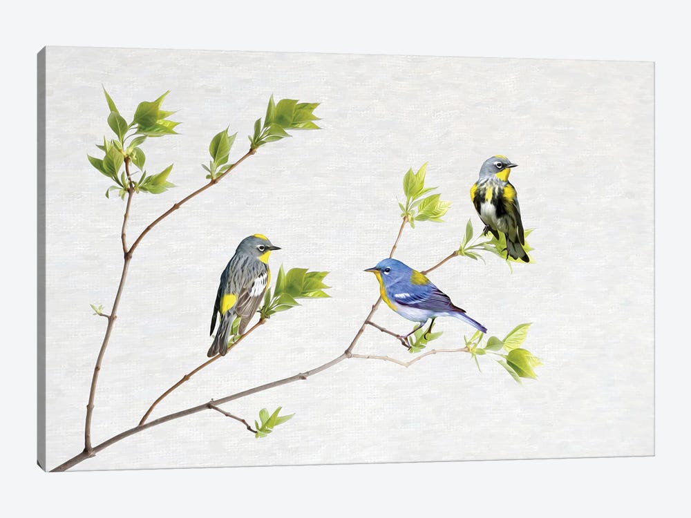 Spring Warblers by Laura D Young 1-piece Canvas Print