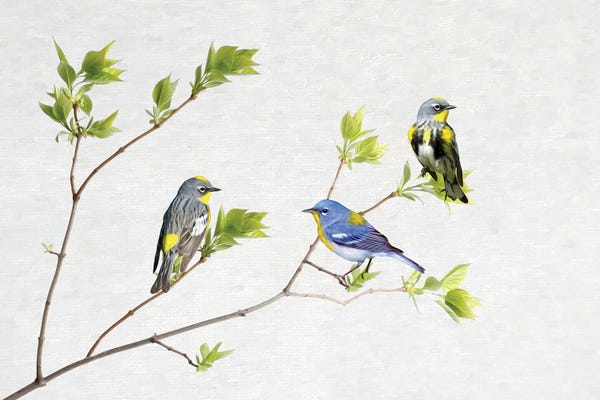 Laura D Young: Spring Warblers by Laura D Young