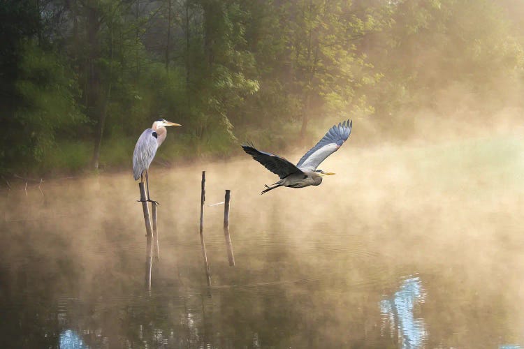 Great Blue Herons At A Mountain Pond