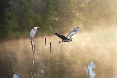 Great Blue Herons