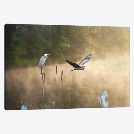 Great Blue Herons At A Mountain Pond Canvas Print #LDY147} by Laura D Young Art Print