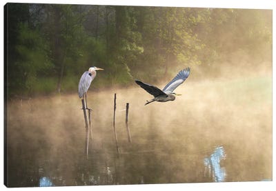 Great Blue Herons At A Mountain Pond Canvas Art Print - Great Blue Heron Art