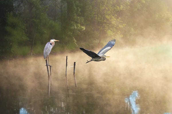 Great Blue Herons At A Mountain Pond