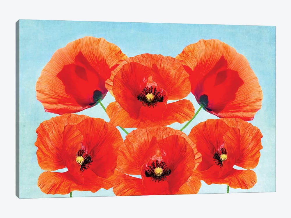 Red Poppy Flowers by Laura D Young 1-piece Canvas Art Print