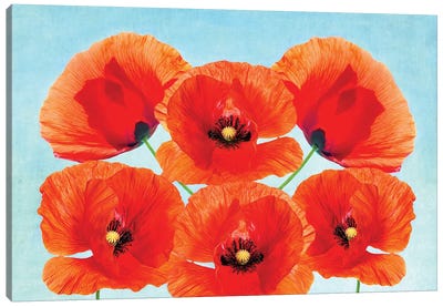 Red Poppy Flowers Canvas Art Print - Laura D Young