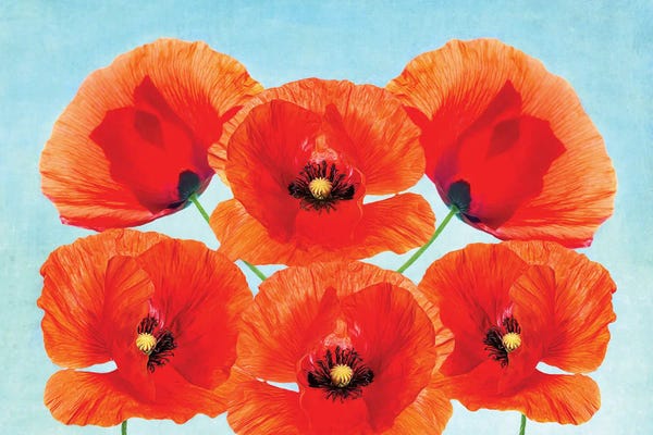 Laura D Young: Red Poppy Flowers by Laura D Young