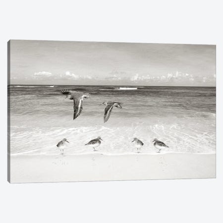 Sandpipers At The Ocean Canvas Print #LDY149} by Laura D Young Canvas Wall Art