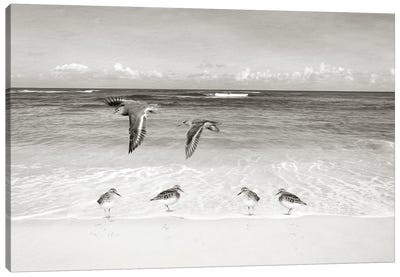 Sandpipers At The Ocean Canvas Art Print - Laura D Young