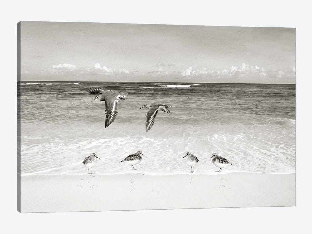 Sandpipers At The Ocean by Laura D Young 1-piece Canvas Artwork