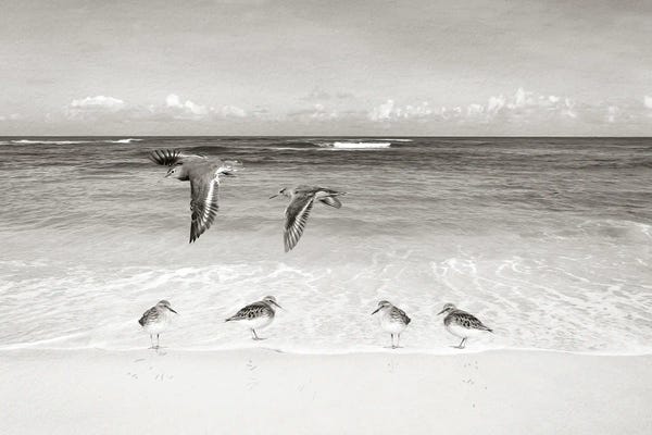 Laura D Young: Sandpipers At The Ocean by Laura D Young