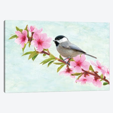 Chickadee Bird In A Flowering Peach Tree Canvas Print #LDY150} by Laura D Young Art Print