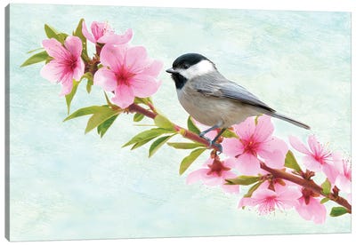 Chickadee Bird In A Flowering Peach Tree Canvas Art Print - Laura D Young