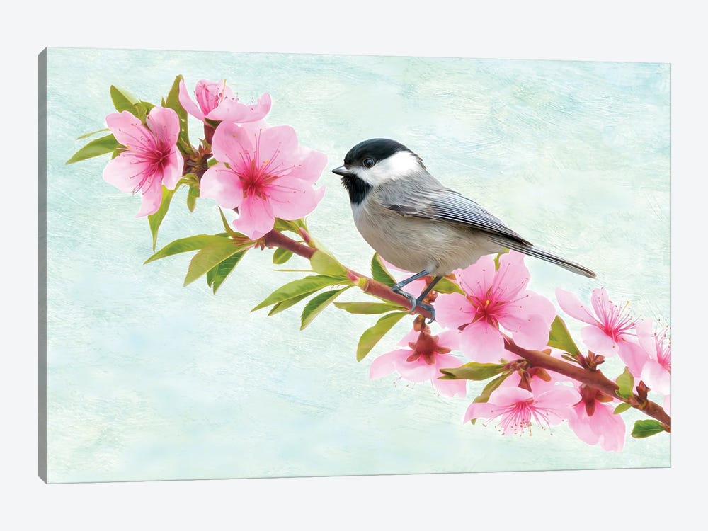 Chickadee Bird In A Flowering Peach Tree by Laura D Young 1-piece Canvas Wall Art