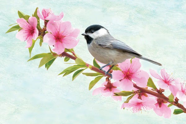 Laura D Young: Chickadee Bird In A Flowering Peach Tree by Laura D Young