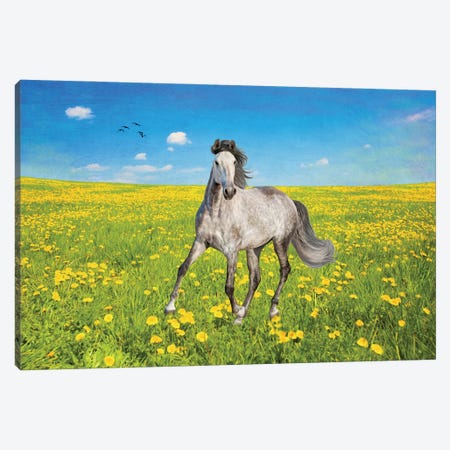 Dapple Gray Horse In A Spring Field Canvas Print #LDY151} by Laura D Young Art Print