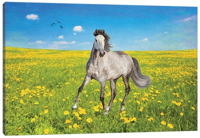 Dapple Gray Horse In A Spring Field Canvas Art Print - Laura D Young