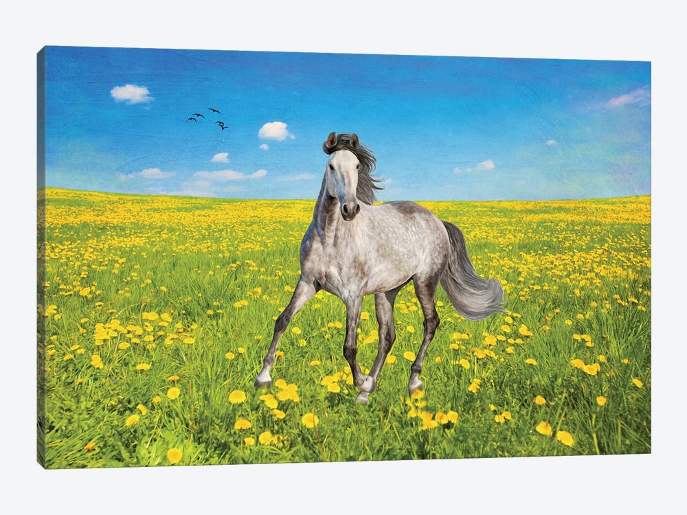 Dapple Gray Horse In A Spring Field by Laura D Young 1-piece Canvas Print