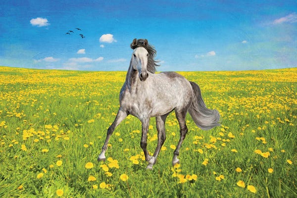Laura D Young: Dapple Gray Horse In A Spring Field by Laura D Young