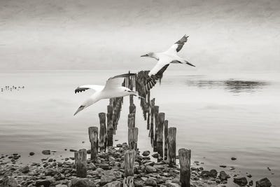 Northern Gannets In Flights by Laura D Young framed wall art