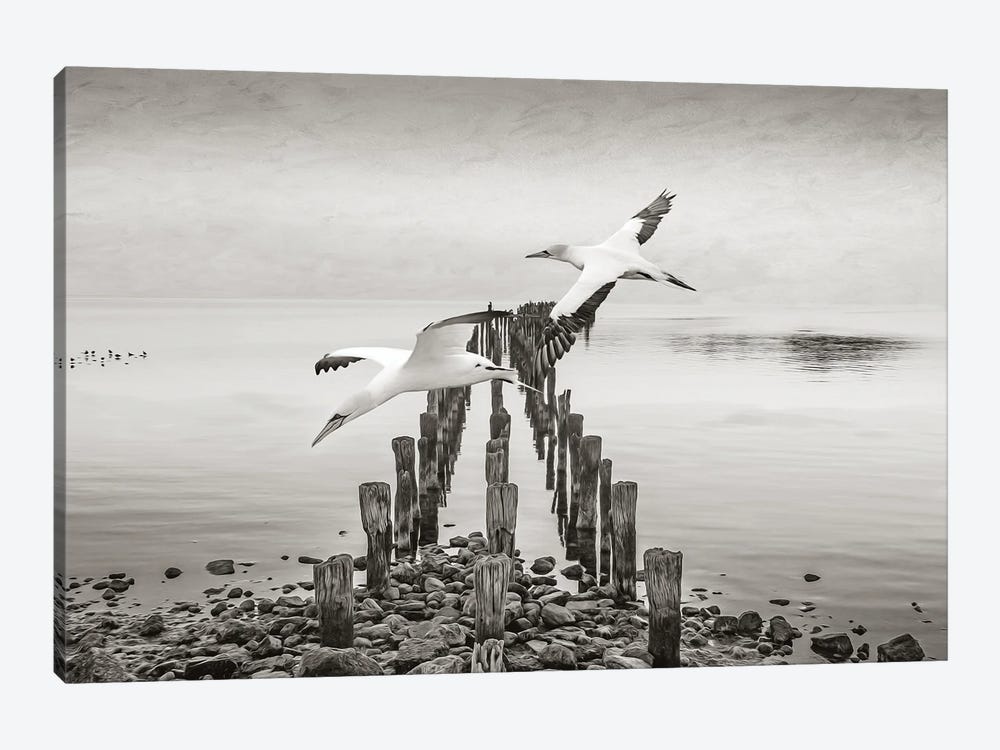 Northern Gannets In Flights by Laura D Young 1-piece Canvas Wall Art
