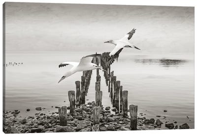 Northern Gannets In Flights Canvas Art Print - Laura D Young