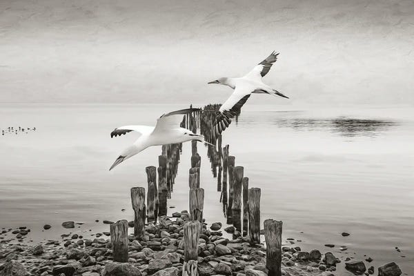 Northern Gannets In Flights