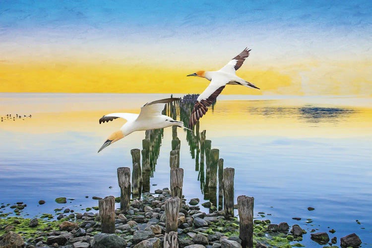 Northern Gannets At The Atlantic Ocean Coast