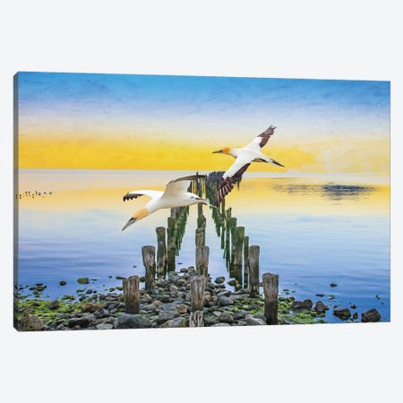 Northern Gannets At The Atlantic Ocean Coast Canvas Print #LDY153} by Laura D Young Canvas Print