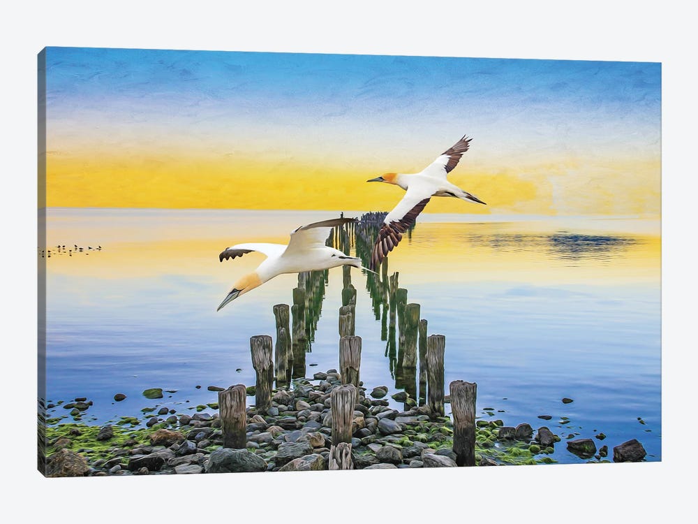 Northern Gannets At The Atlantic Ocean Coast by Laura D Young 1-piece Canvas Art Print