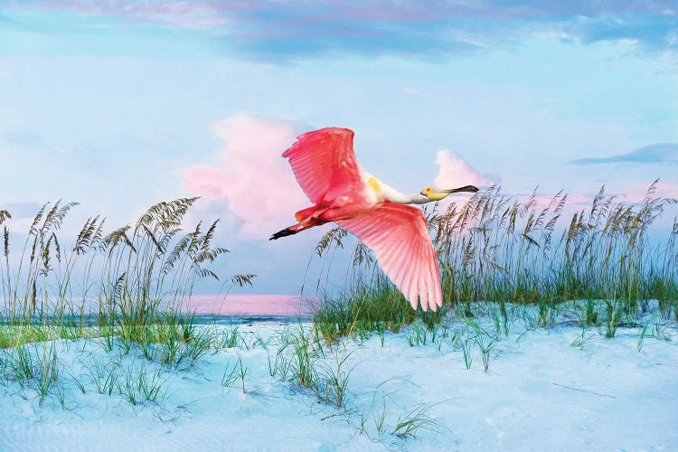 Roseate Spoonbill In Flight Over Florida Beach by Laura D Young wall art