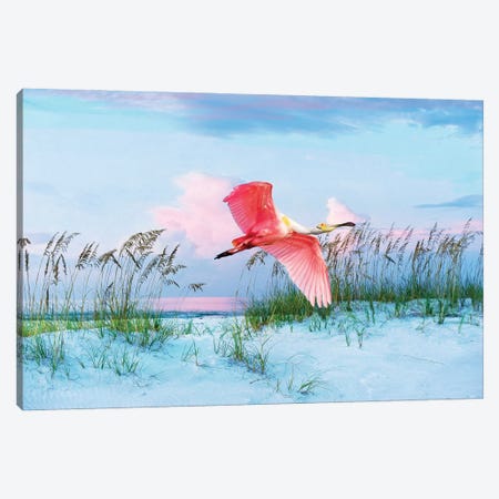 Roseate Spoonbill In Flight Over Florida Beach Canvas Print #LDY154} by Laura D Young Canvas Artwork