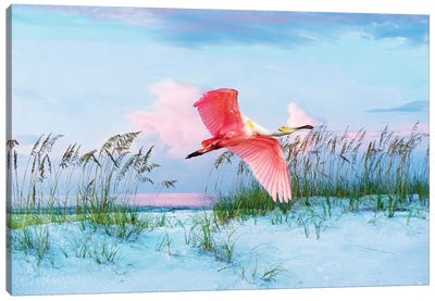 Roseate Spoonbill In Flight Over Florida Beach Canvas Art Print - Spoonbills