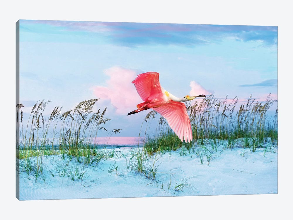 Roseate Spoonbill In Flight Over Florida Beach by Laura D Young 1-piece Canvas Art