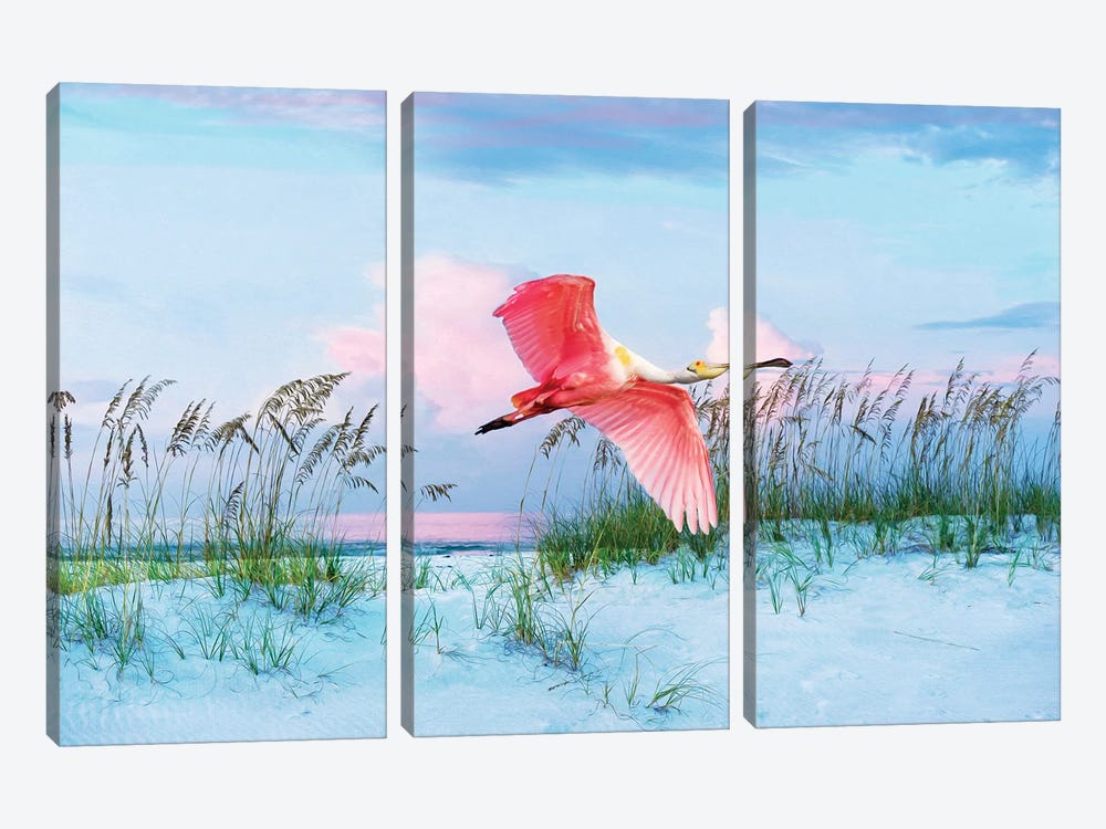 Roseate Spoonbill In Flight Over Florida Beach by Laura D Young 3-piece Canvas Art