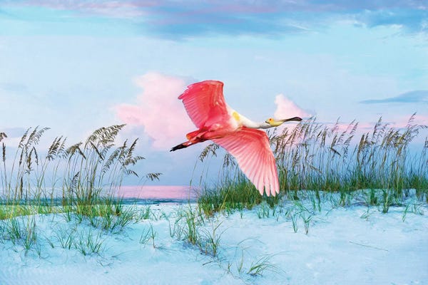 Large Photography - Canvas Prints: Roseate Spoonbill In Flight Over Florida Beach by Laura D Young