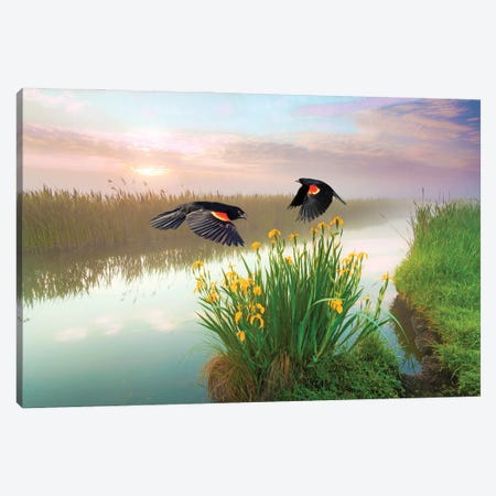 Blackbirds And Irises Canvas Print #LDY155} by Laura D Young Canvas Artwork